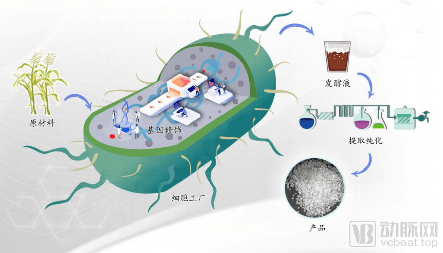 合成生物学“高效细胞微工厂”示意图解析 从细胞底盘到合成材料的制造流水线